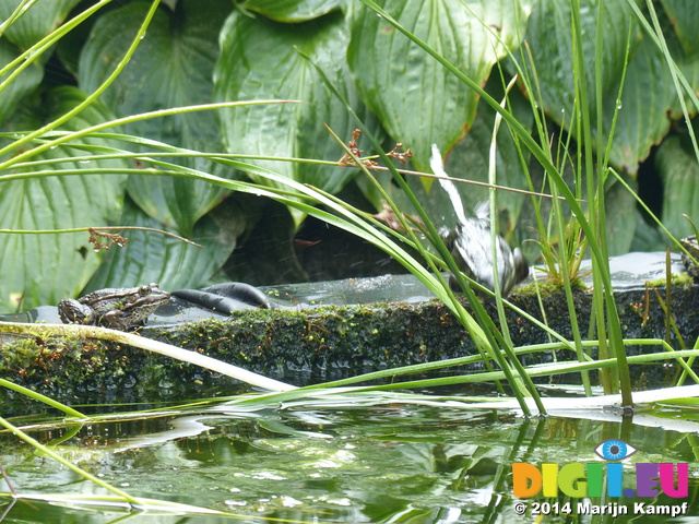 FZ007909 Jumping Marsh frogs (Pelophylax ridibundus) on ledge